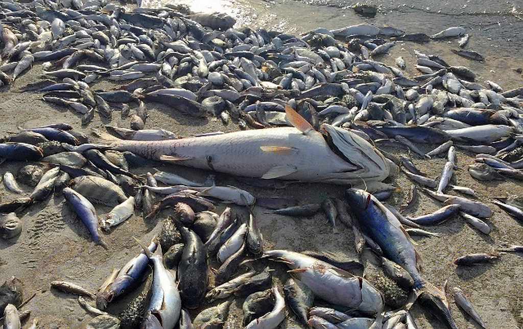 Indian River Lagoon Fish Kill.jpg